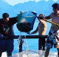 CERTIFICAT DE PATRON LAGONAIRE « PÊCHE ET CULTURES MARINES » (CPLPCM)